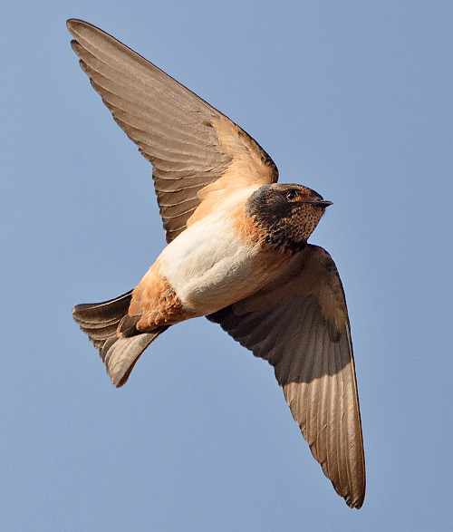 SA Cliff Swallow in flight